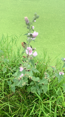 Althaea officinalis