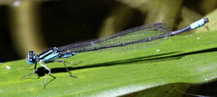 Enallagma divagans