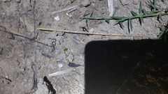 Harpalus rufipes