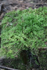 Plagiomnium cuspidatum