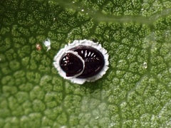 Tetraleurodes perileuca