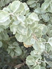 Atriplex canescens