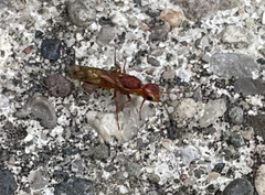 Symphyta