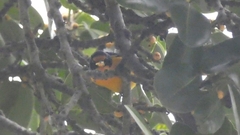 Euphonia violacea