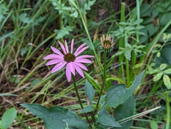 Echinacea