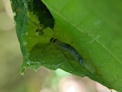 Pantographa limata
