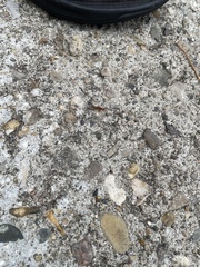 Symphyta