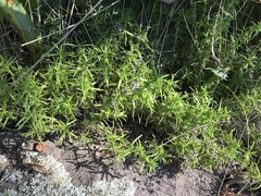 Phlox subulata