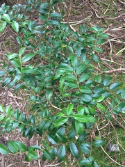 Vaccinium ovatum
