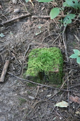 Plagiomnium cuspidatum