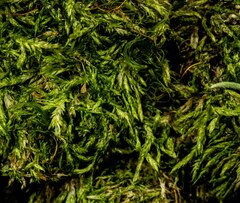 Plagiothecium piliferum