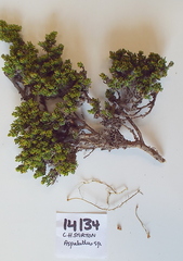 Aspalathus pedicellata