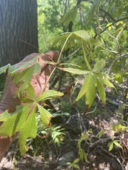 Aesculus glabra