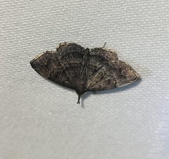 Phalaenostola larentioides