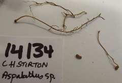 Aspalathus pedicellata