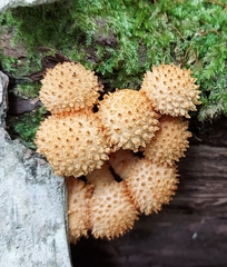 Pholiota squarrosoides