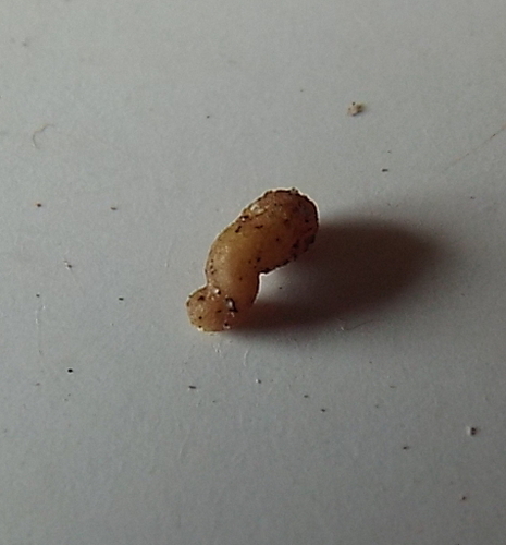 Image of Pedicle Capegorses (Aspalathus pedicellata) by (c) Charles Stirton, some rights reserved (CC BY-SA)