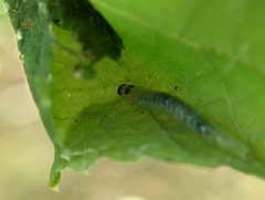 Pantographa limata