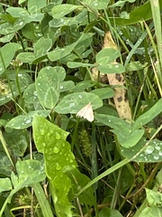 Achyra rantalis