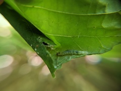 Pantographa limata