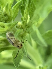 Ophraella communa