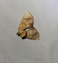 Eulithis diversilineata