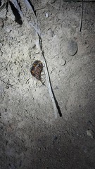 Harpalus rufipes