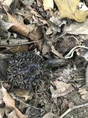 Symplocarpus foetidus