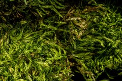 Plagiothecium piliferum