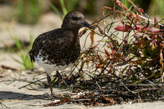 Arenaria melanocephala