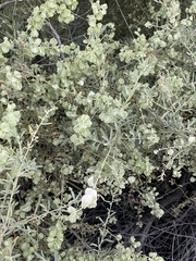 Atriplex canescens