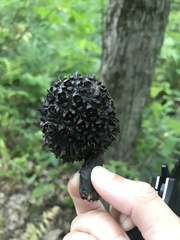 Symplocarpus foetidus