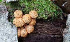 Pholiota squarrosoides