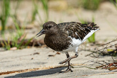 Arenaria melanocephala