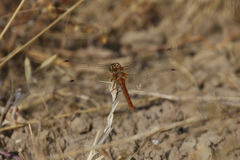 Sympetrum pallipes