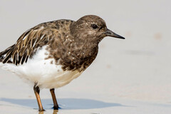 Arenaria melanocephala