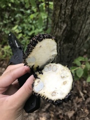 Symplocarpus foetidus