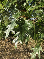 Quercus ellipsoidalis