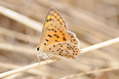 Lycaena bleusei