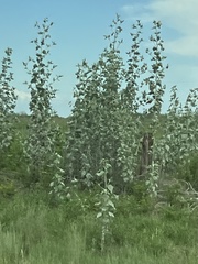 Helianthus argophyllus
