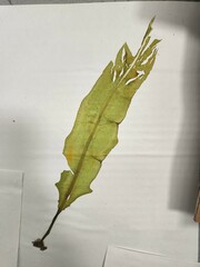 Undaria pinnatifida