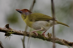 Cyclarhis gujanensis