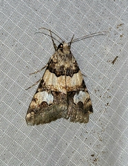 Melipotini