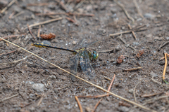 Ophiogomphus severus