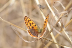 Lycaena bleusei