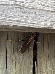 Polistes exclamans