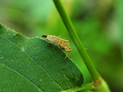Podisus maculiventris