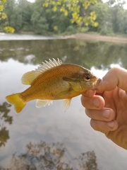 Lepomis auritus