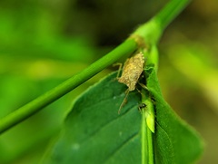 Podisus maculiventris