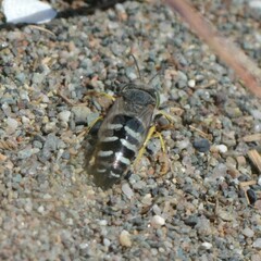 Bembix americana spinolae